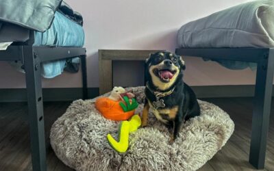 Pets Are Increasingly Welcome At Domestic Violence Shelters